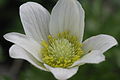 Anemone baldensis