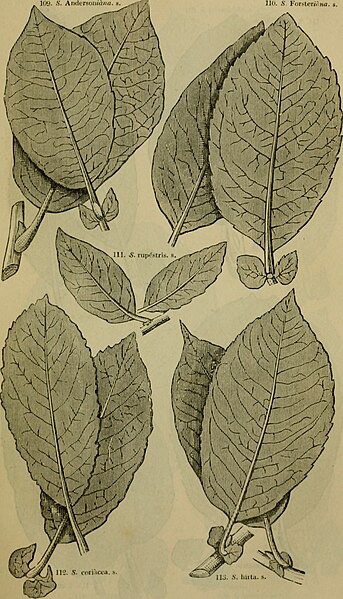 File:Arboretum et fruticetum Britannicum; or, The trees and shrubs of Britain, native and foreign, hardy and half-hardy, pictorially and botanically delineated, and scientifically and popularly described; (14771334014).jpg