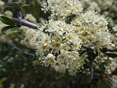 Buckbrush in bloom