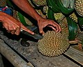 Opening durian