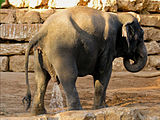 Asian elephant