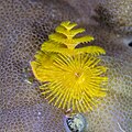 Spirobranchus giganteus, Anilao, Phillipines