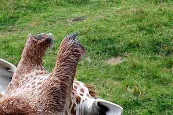 Ossicônes de la Girafe.