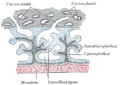 Primary chorionic villi. Diagrammatic.