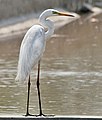 Great egret Casmerodius albus- Breeding plumage at Sultanpur.