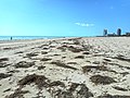 View Towards South Pointe with dead Seagrass Strewn about