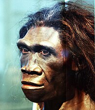 Homo erectus