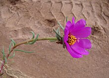 Portulaca grandiflora