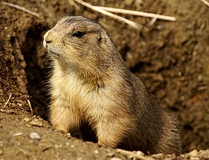 prairie dog