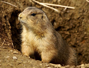 Prairie dog