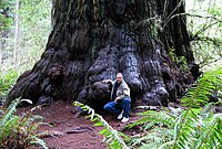 The trunk of this redwood tree is its stem.