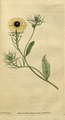 Tolpis barbata (as syn. Crepis barbata) plate 35 in: The Botanical Magazine, vol. 1, (1787)