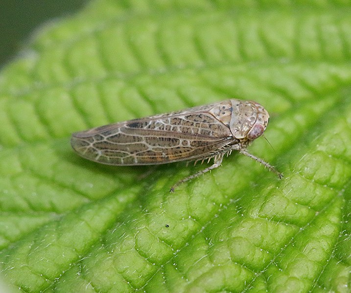 File:Unid leafhopper - Allygus - Flickr - S. Rae.jpg