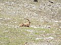 Capra Ibex Alpes (Rhêmes-Notre-Dame)