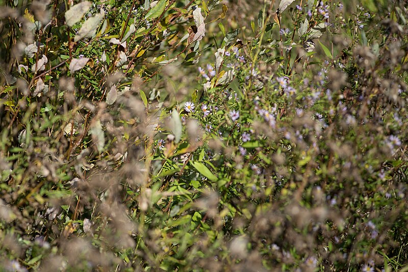 File:Wild flowers in a forest near Olgino 2020-09-13-5.jpg