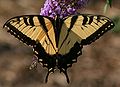 Male Papilio glaucus on Butterfly Bush.