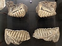 Cross section through elephantid molars