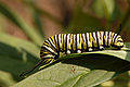 Monarch butterfly caterpillar feeding