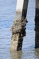 Oysters growing on a post