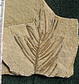 Abies milleri (Abete dell'Eocene)