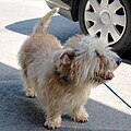 Wheaten Glen of Imaal terriër