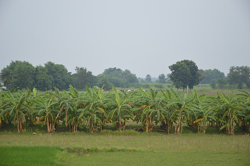 File:Banana Plantation - Bhaktanagar - Nadia 2017-08-15 2363.JPG