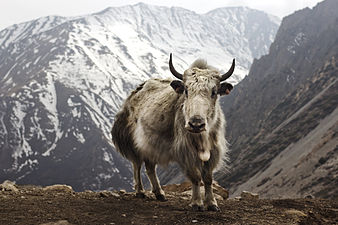 Yak on Annapurna circuit