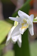 Coelogyne flexuosa