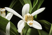 Coelogyne swaniana