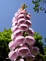 Digitalis purpurea