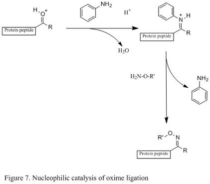 Figure 7. Nucleophilic catalysis of oxime ligation.jpg