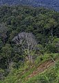 * Nomination: The colours of the rainforest along Kimanis-Keningau Road in Sabah. --Cccefalon 04:20, 4 September 2014 (UTC) * * Review needed