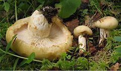 Description de l'image Lactarius tuomikoskii 73818.jpg.