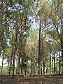 Pine forest near forest office at hill top