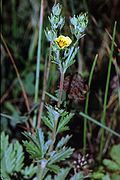 Potentilla inclinata