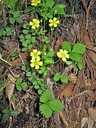 Potentilla rosulifera