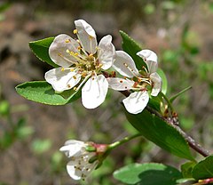 Description de l'image Prunus subcordata 2.jpg.