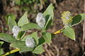 Salix hastata, männliche Kätzchen