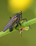 Empis tessellata