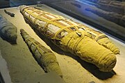 מומיות של תניני יאור בגילאים שונים לכבודו של האל סבכ. מוזיאון התנין באסואן