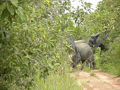 Traversée d'un troupeau d'éléphants