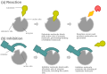 Diagram of allosteric competitive inhibition.