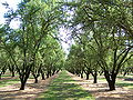 Almond orchard in Winton