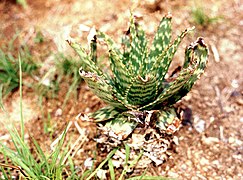 Angola, Namibe desert, Haworthia.JPG