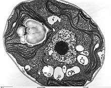 photographie prise par microscopie électronique en transmission permettant d'observer la répartition du chloroplaste dans quasiment la totalité du cytoplasme