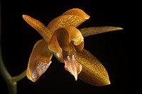 Coelogyne longirachis