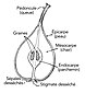 Demi-poire légendée