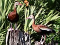 Black-bellied whistling-duck