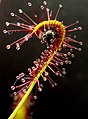 List Drosera capensis se ovija okrog plena