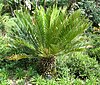 Encephalartos senticosus